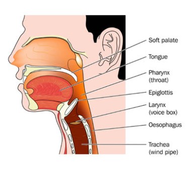 Pharyngectomy by OrangeCountySurgeons.org  (2)